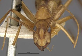 Media type: image;   Entomology 21487 Aspect: head frontal view